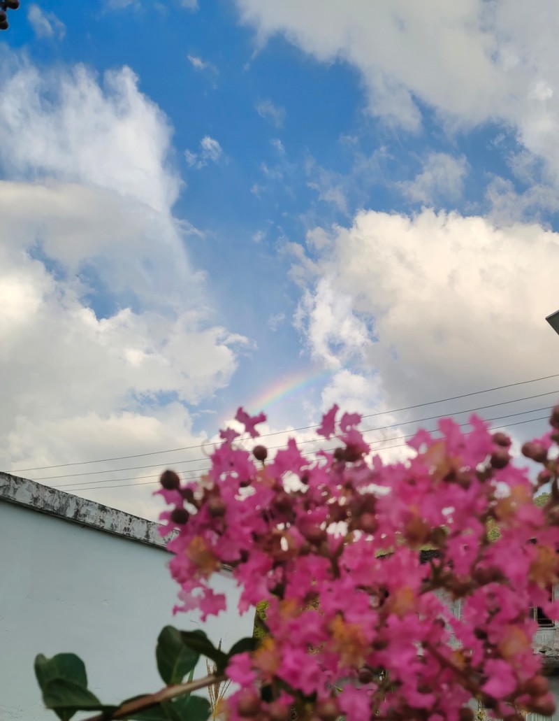 十年以上树龄，粉红、紫色、红色三色
