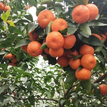 梧州蒙山砂糖橘3万斤