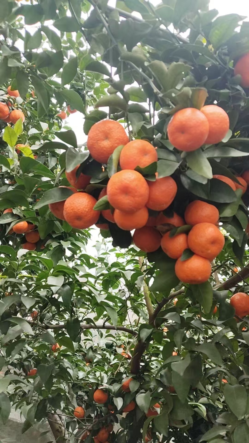 梧州蒙山砂糖橘3万斤