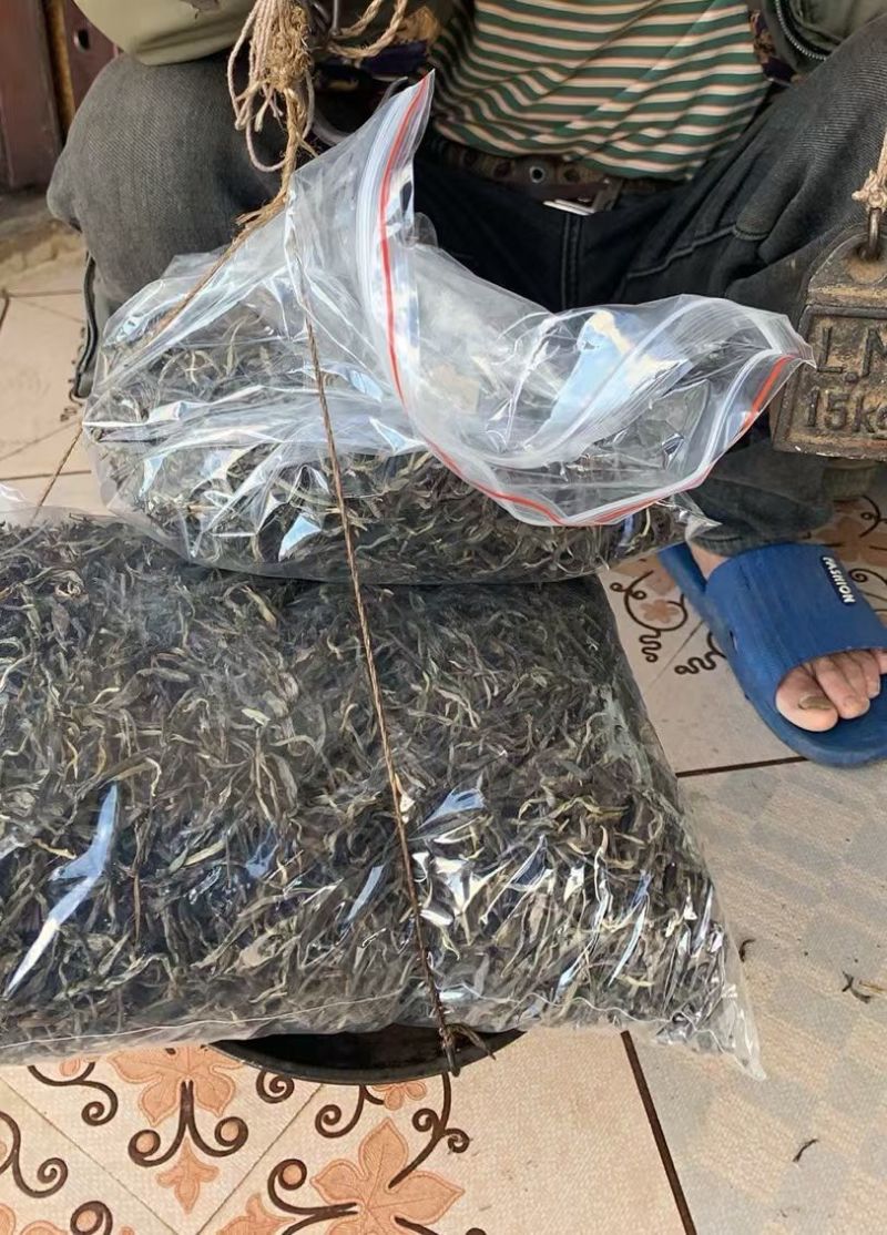 云南普洱春茶，自家种植原生态生长，纯手工制作的的普洱茶