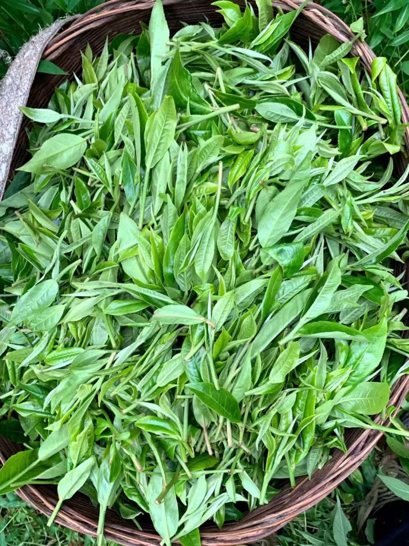 云南普洱春茶，自家种植原生态生长，纯手工制作的的普洱茶