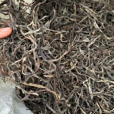 云南普洱春茶，自家种植原生态生长，纯手工制作的的普洱茶