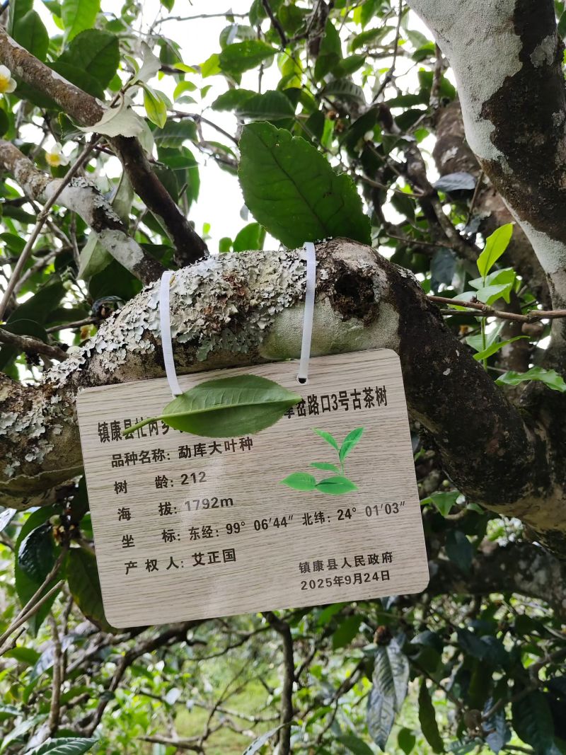 云南普洱春茶，自家种植原生态生长，纯手工制作的的普洱茶