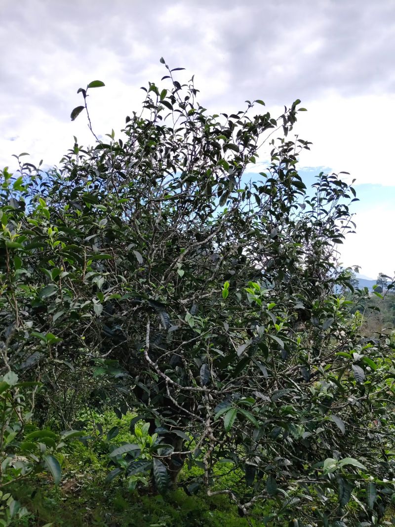 云南普洱春茶，自家种植原生态生长，纯手工制作的的普洱茶