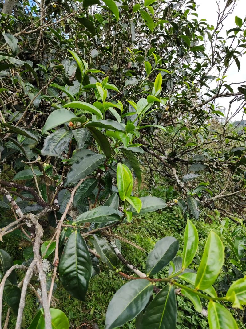 云南普洱春茶，自家种植原生态生长，纯手工制作的的普洱茶