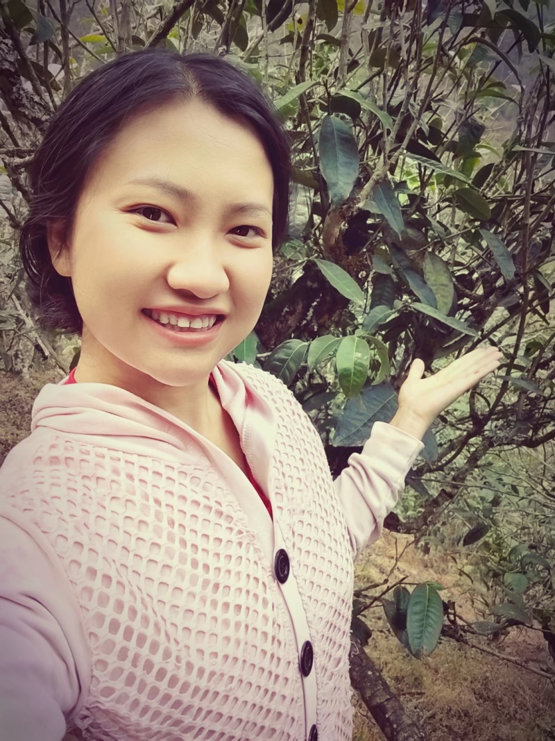 云南普洱春茶，自家种植原生态生长，纯手工制作的的普洱茶