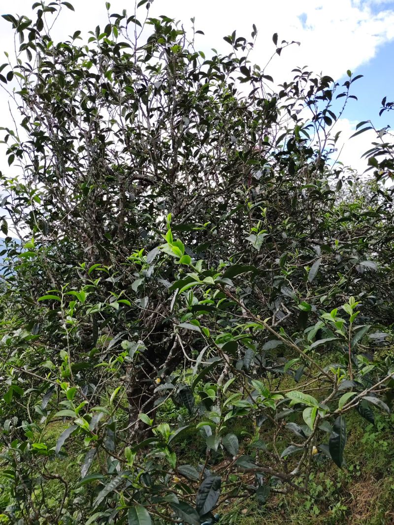 云南普洱春茶，自家种植原生态生长，纯手工制作的的普洱茶
