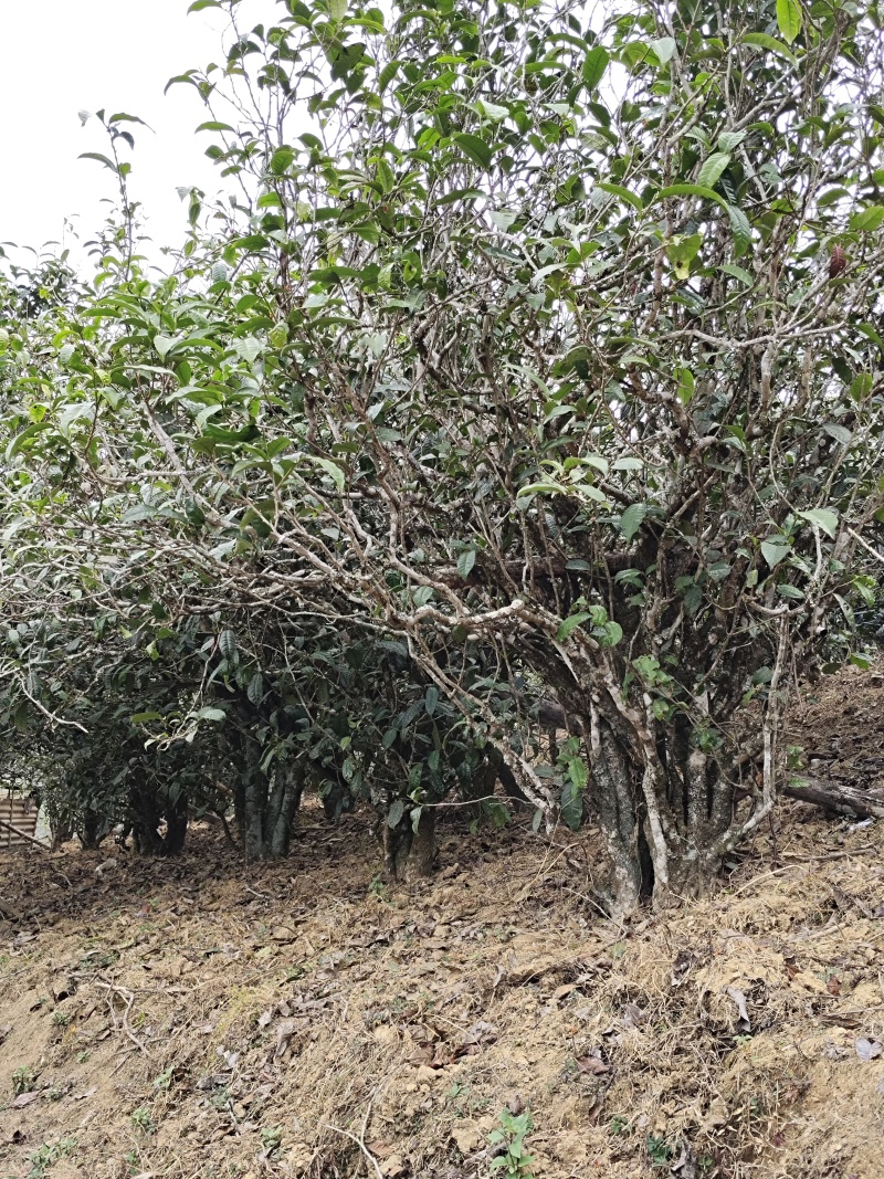 云南普洱春茶，自家种植原生态生长，纯手工制作的的普洱茶