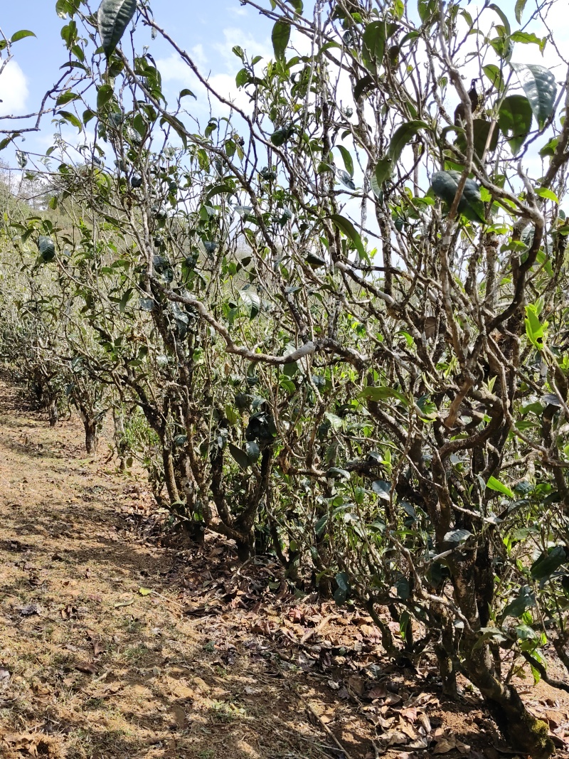 云南普洱春茶，自家种植原生态生长，纯手工制作的的普洱茶