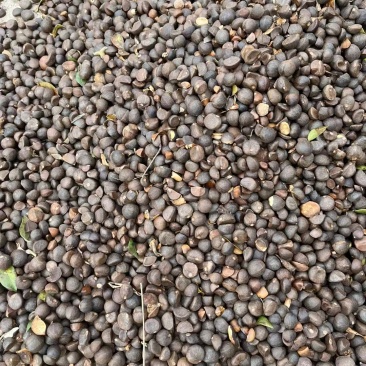 山茶油，量大从优