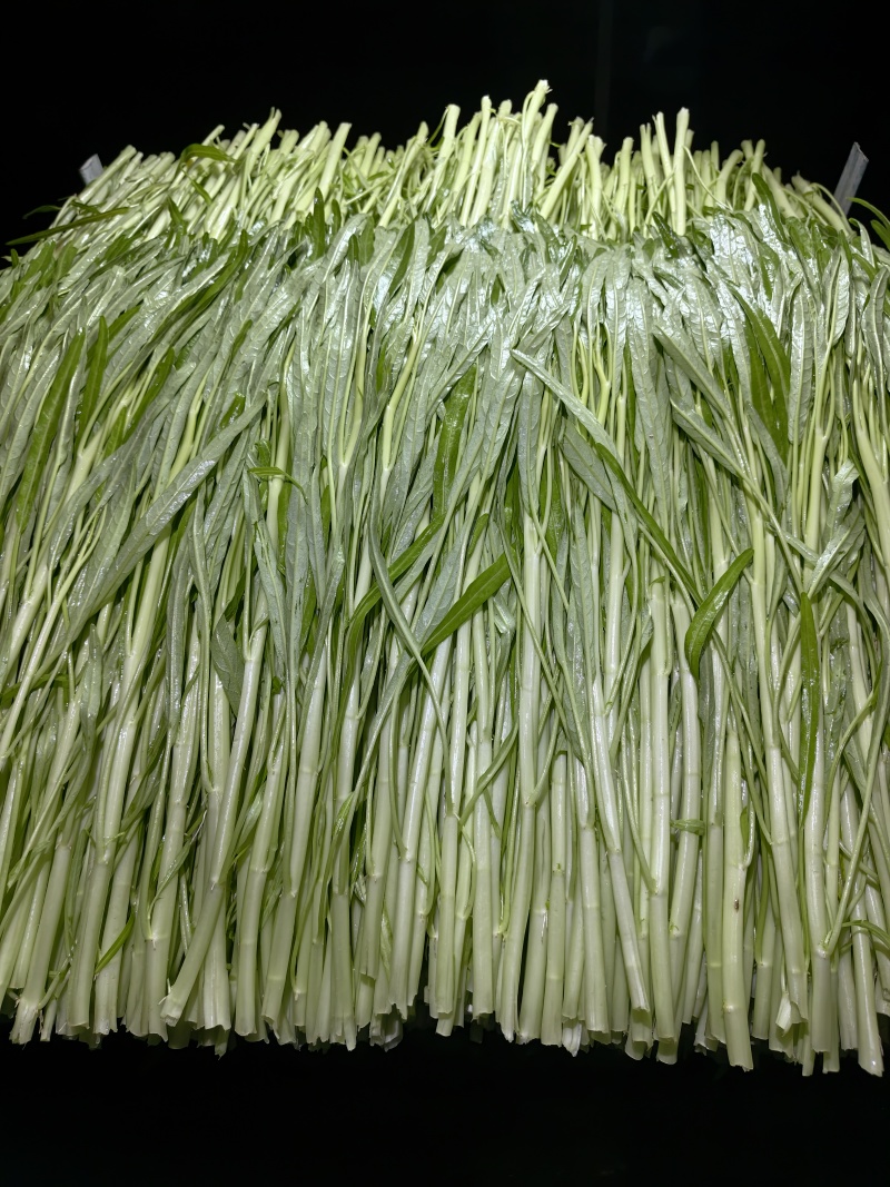 广州番禺柳叶白通空心菜