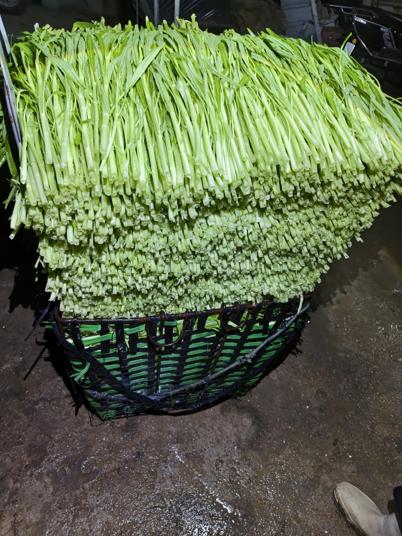 广州番禺柳叶白通空心菜
