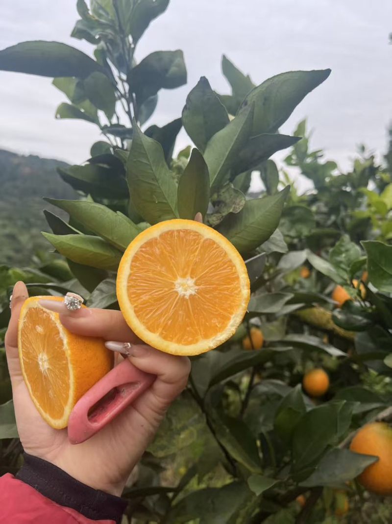 脐橙