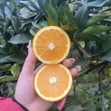 脐橙