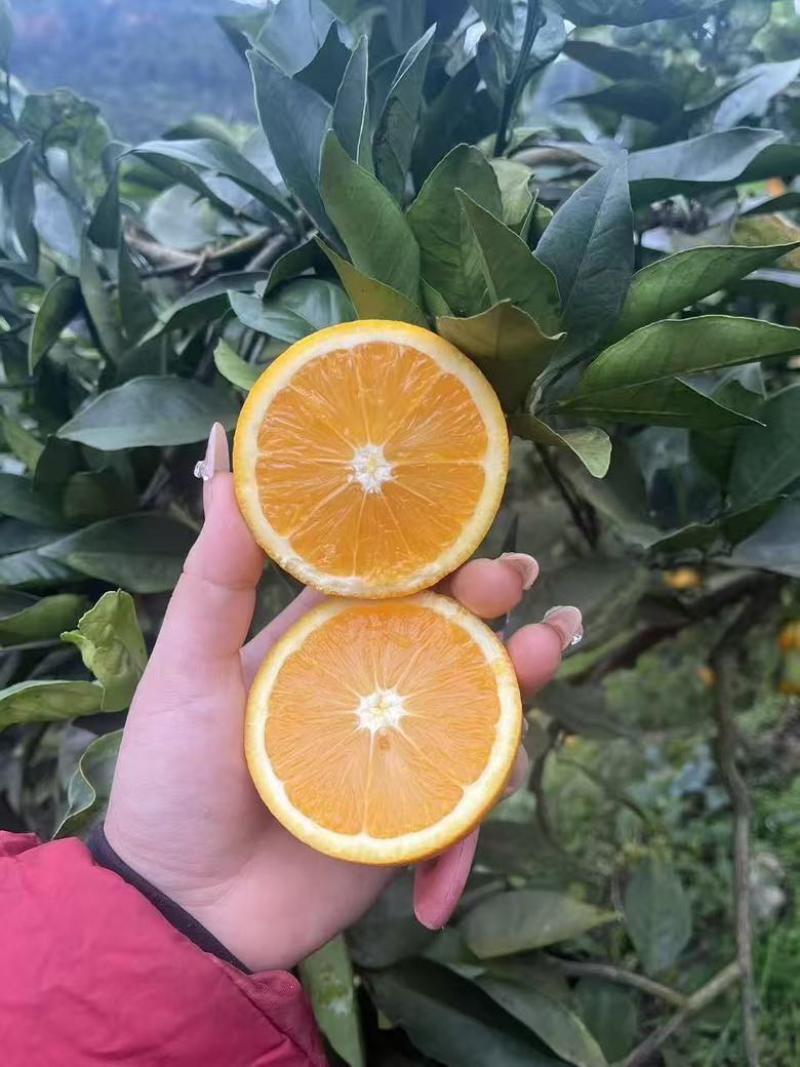 脐橙