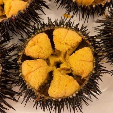 大连紫海胆