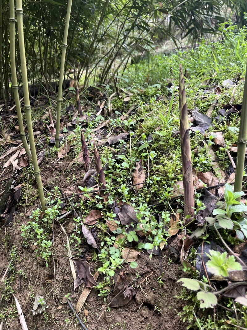 四川乐山峨边梦笋上过国宴的笋子脆嫩爽口