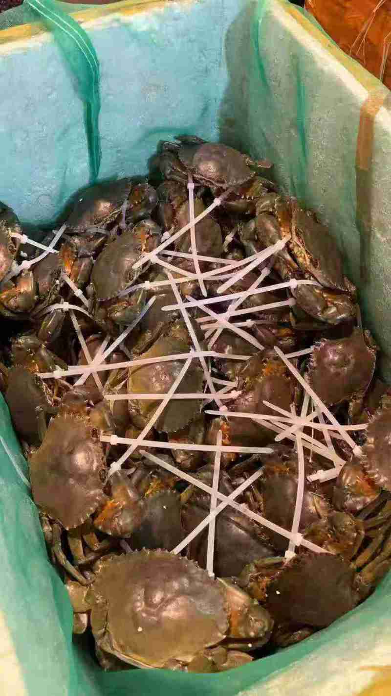 温州本地蟹