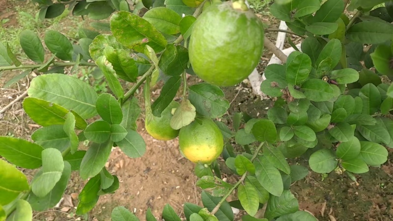 香水柠檬
