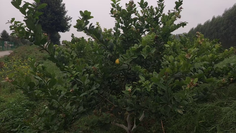 香水柠檬
