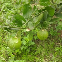 香水柠檬