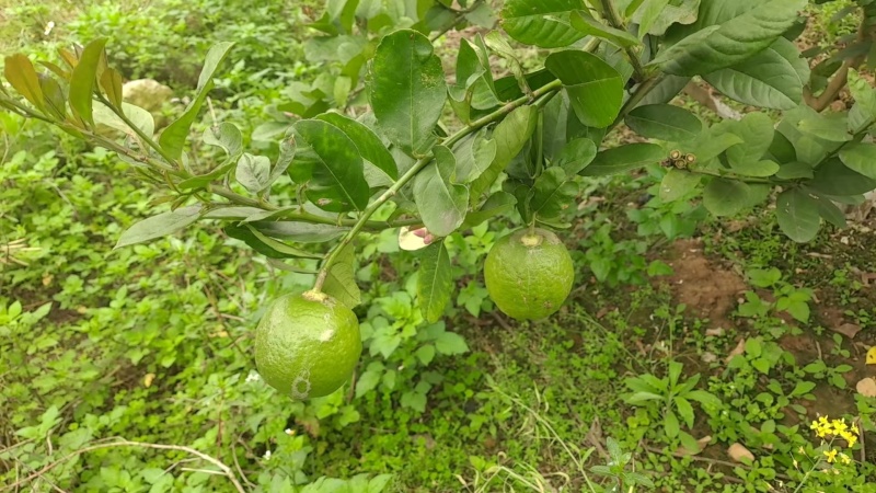 香水柠檬