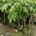 龙眼1-8分，大量低价出售