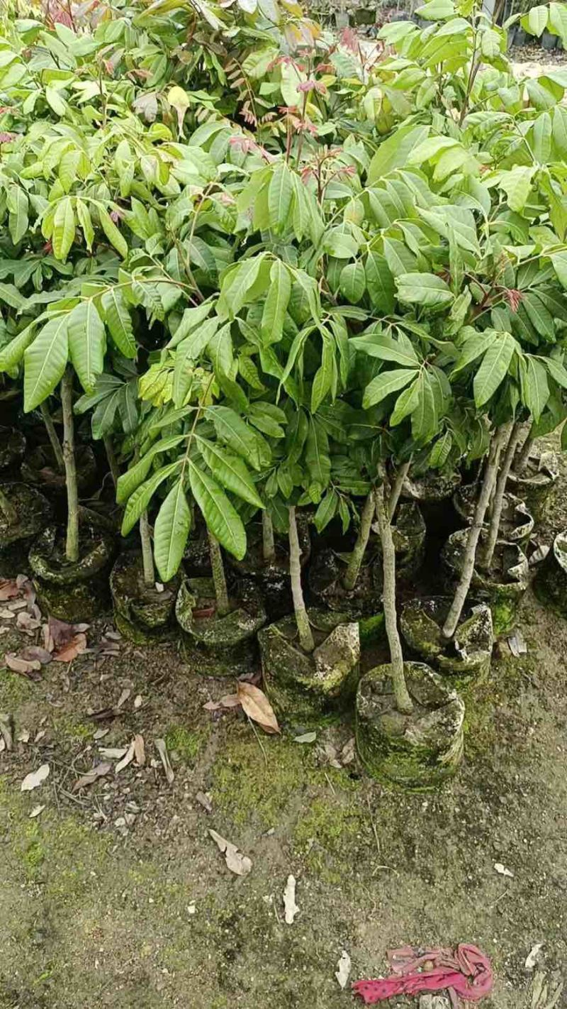 龙眼1-8分，大量低价出售