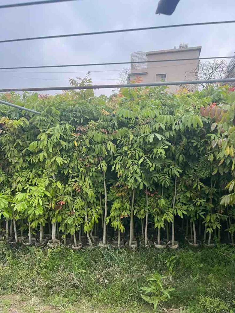 龙眼1-8分，大量低价出售