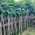 龙眼1-8分，大量低价出售