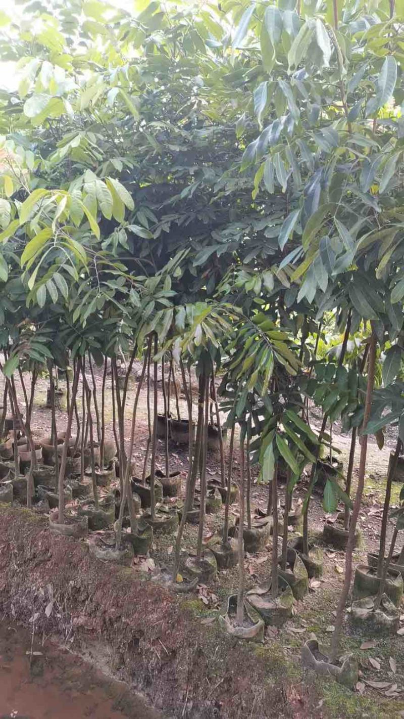 龙眼1-8分，大量低价出售