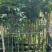 龙眼1-8分，大量低价出售