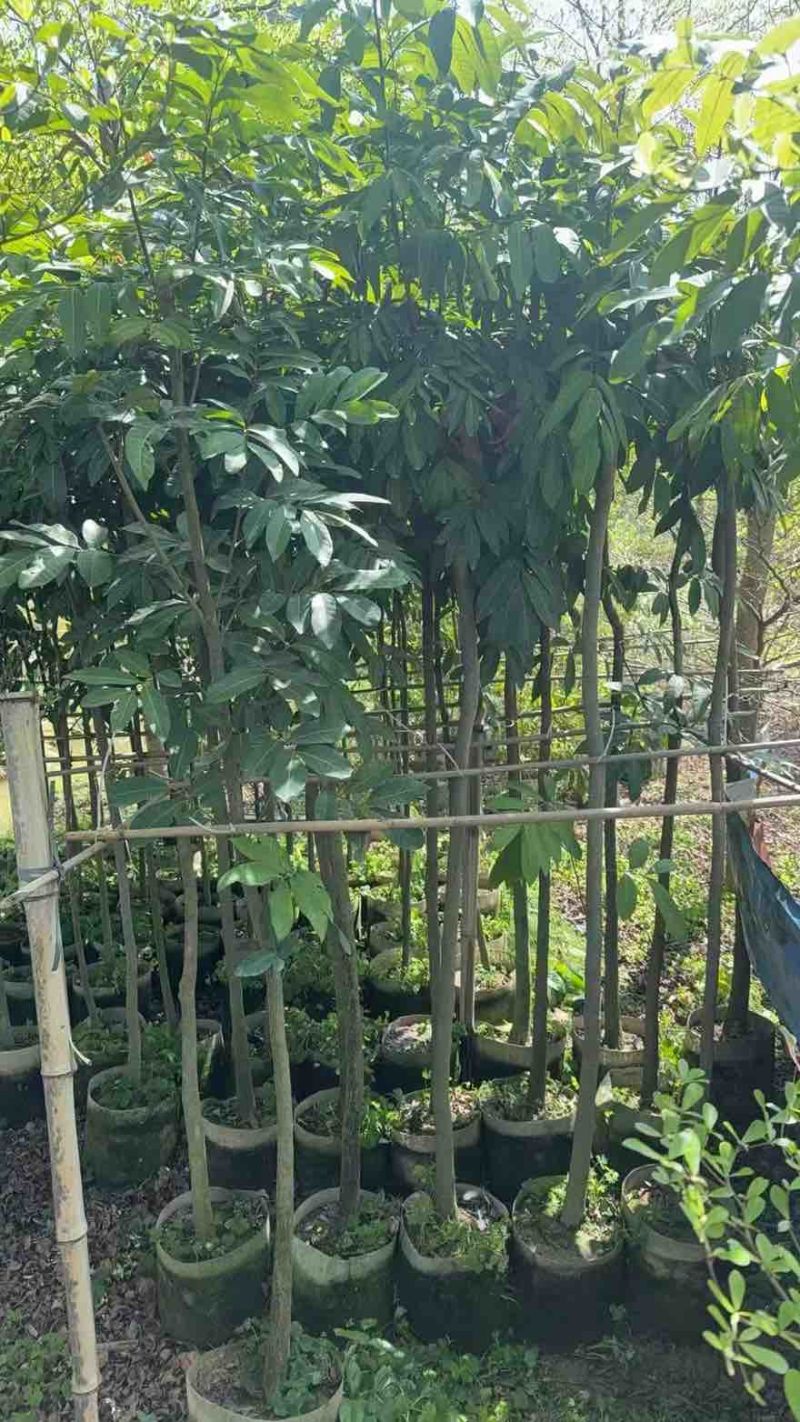 龙眼1-8分，大量低价出售