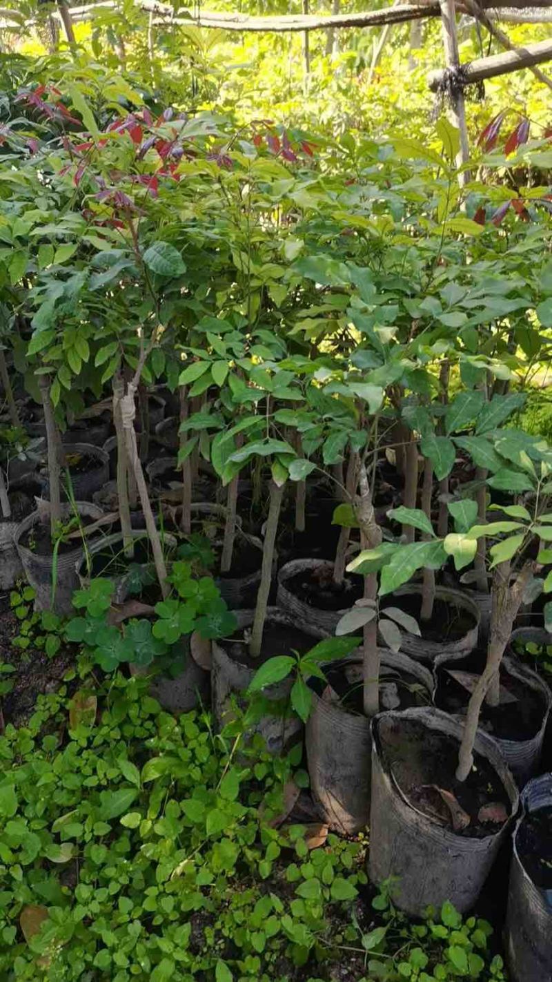 龙眼1-8分，大量低价出售