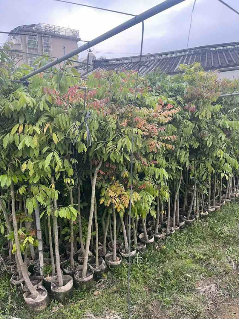 龙眼1-8分，大量低价出售