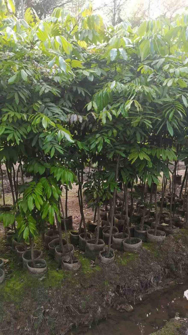 龙眼果苗1-5分，大量低价出售