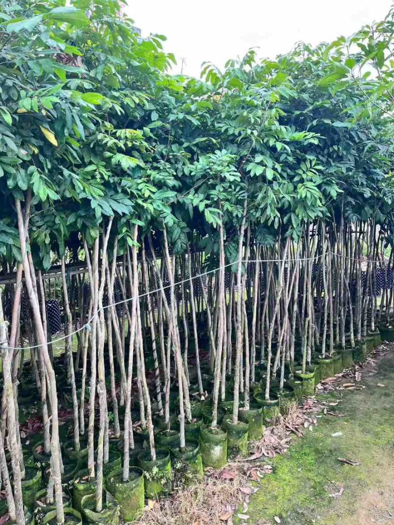 龙眼果苗1-5分，大量低价出售