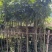 龙眼果苗1-5分，大量低价出售