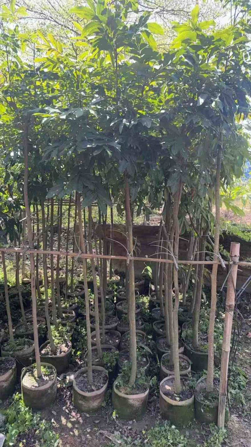 龙眼果苗1-5分，大量低价出售