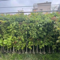 龙眼果苗1-5分，大量低价出售