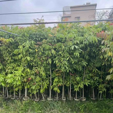 龙眼果苗1-5分，大量低价出售