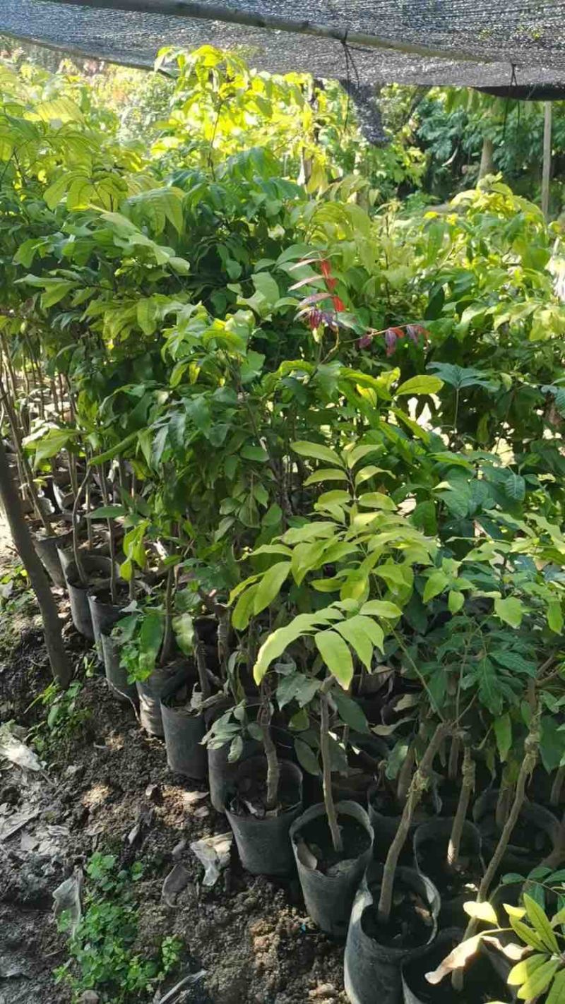 龙眼果苗1-5分，大量低价出售