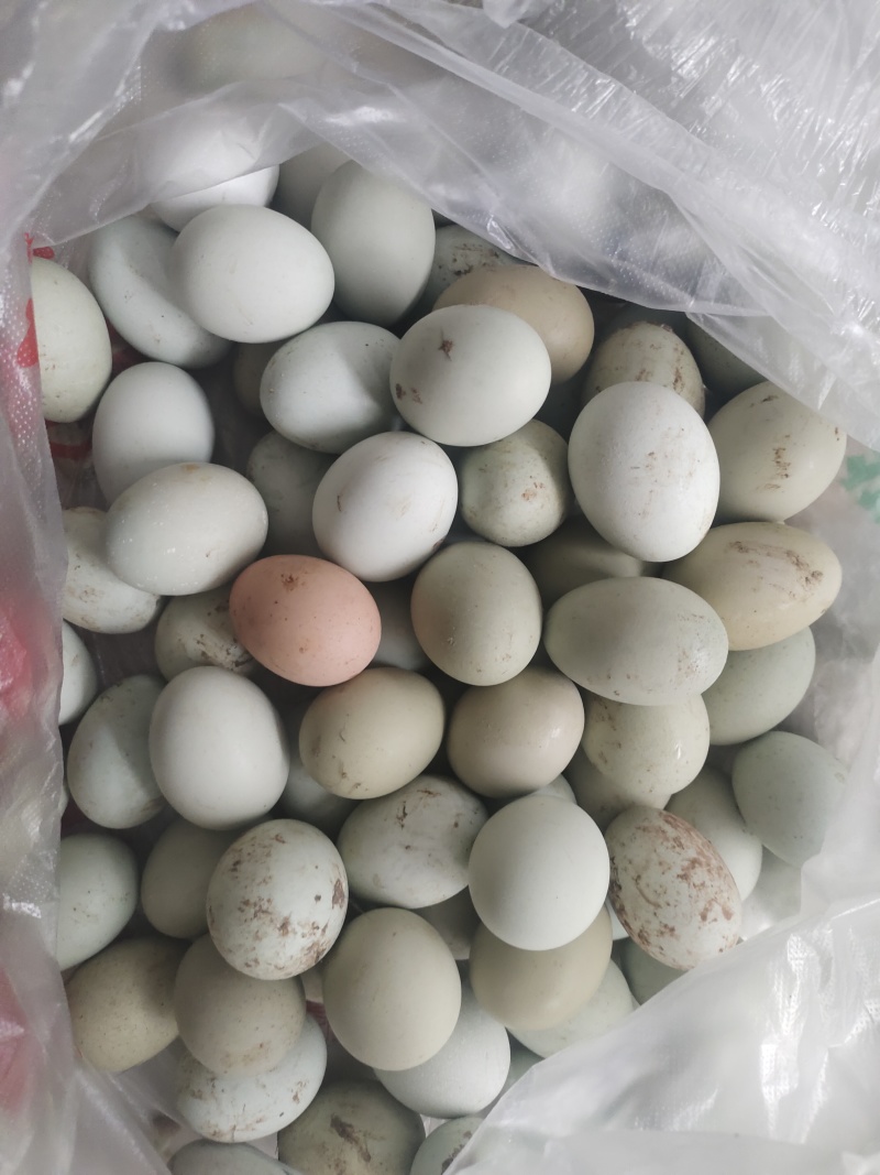 绿壳土鸡蛋（五谷杂粮喂养）