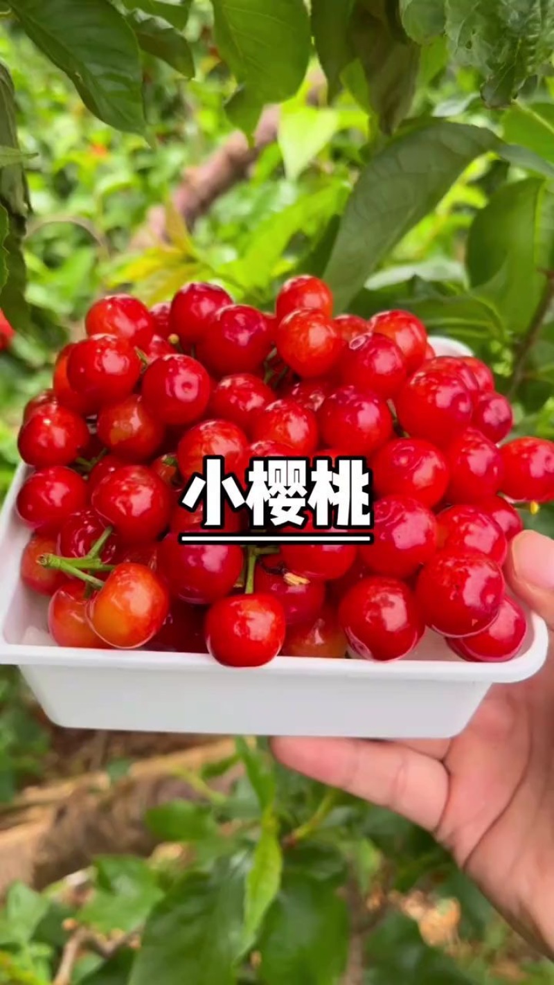 米易小樱桃大降价需要的速度速度