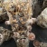 浙江丽水香菇种植基地花菇大量供应货源充足量大价可谈