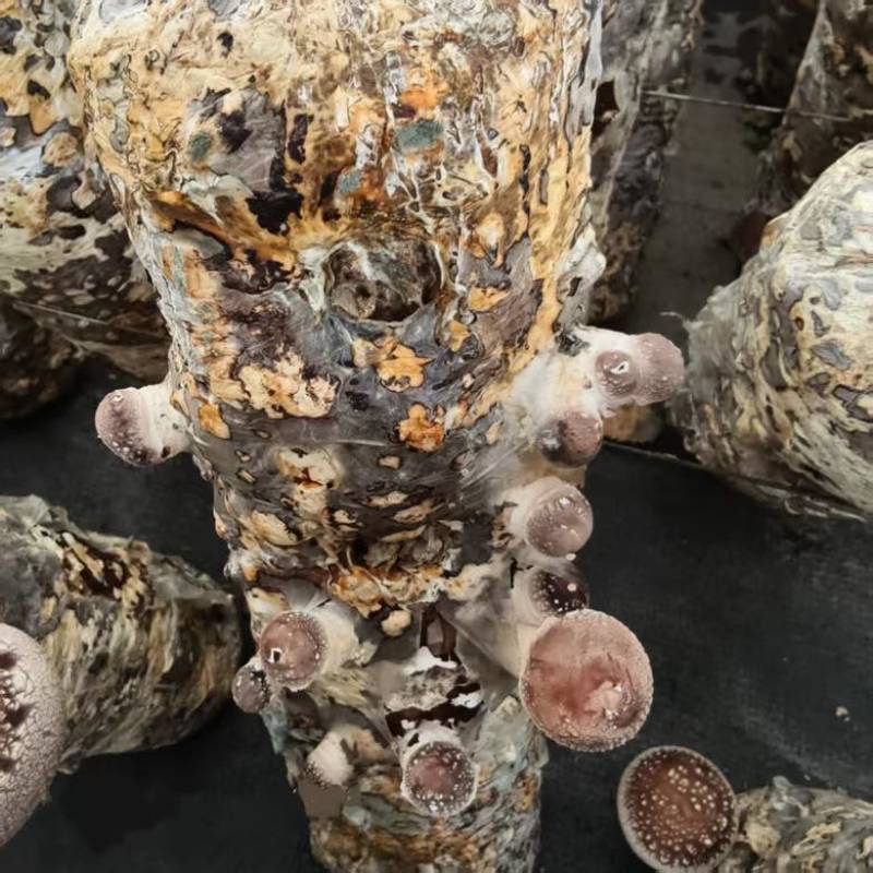 浙江丽水香菇种植基地花菇大量供应货源充足量大价可谈