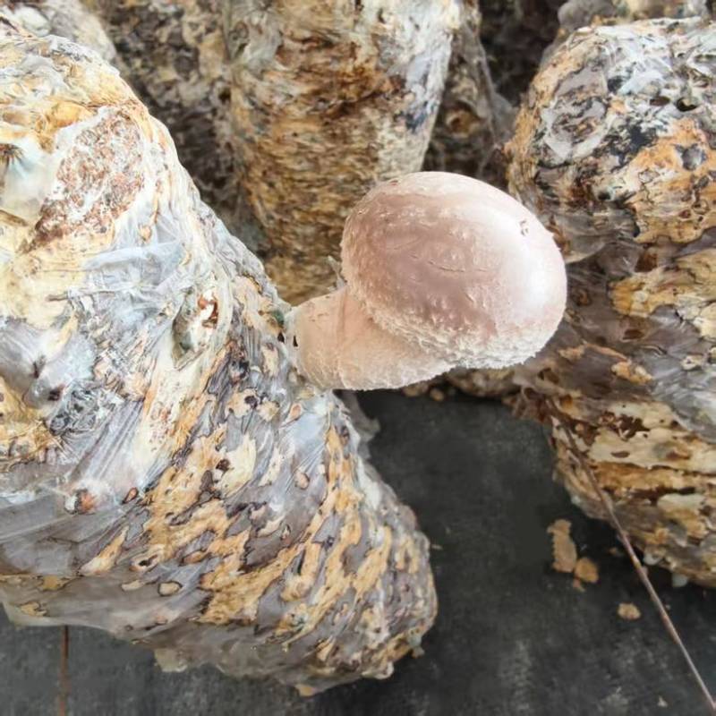 浙江丽水香菇种植基地花菇大量供应货源充足量大价可谈