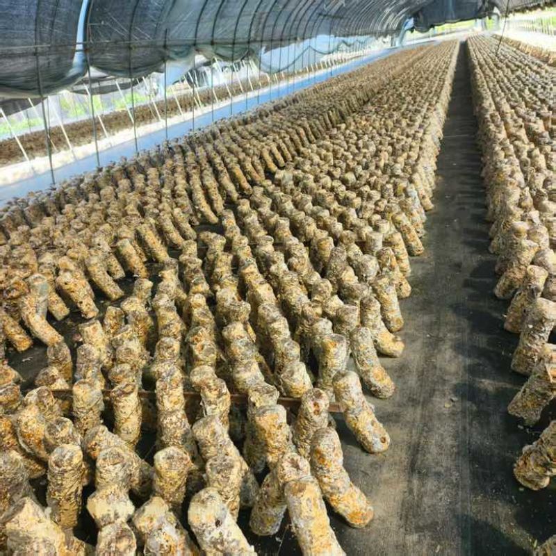 浙江丽水香菇种植基地花菇大量供应货源充足量大价可谈