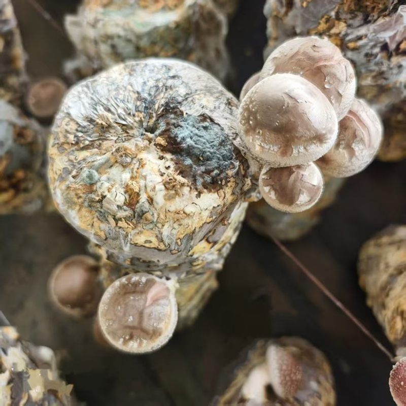 浙江丽水香菇种植基地花菇大量供应货源充足量大价可谈