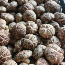 浙江丽水香菇种植基地花菇大量供应货源充足量大价可谈
